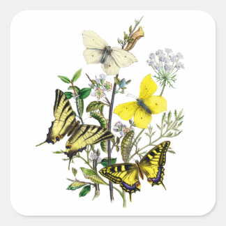 Tiger Swallowtail Butterflies Vierkante Sticker