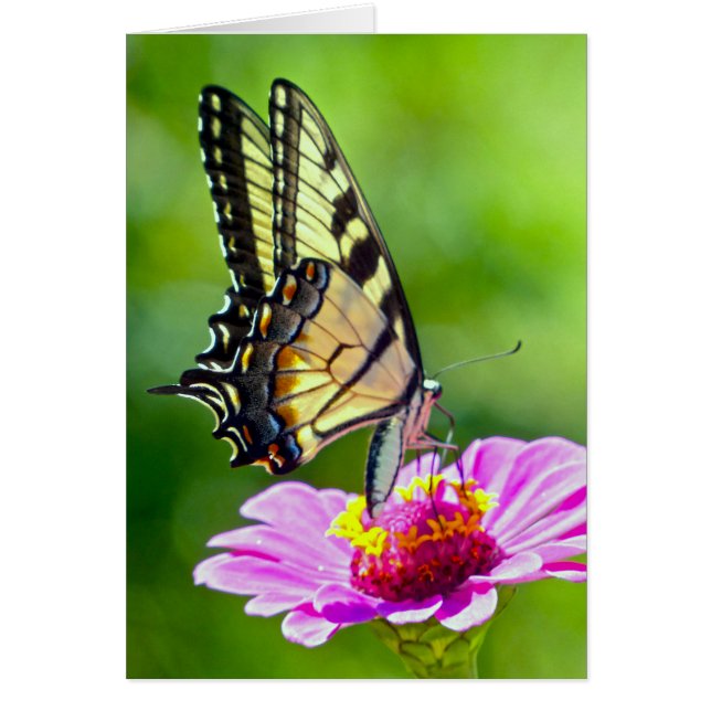 Tiger Swallowtail Butterfly (Voorkant)