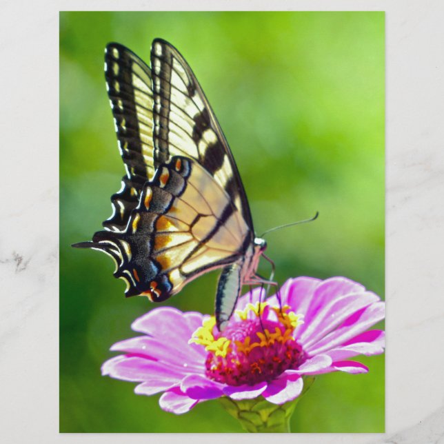 Tiger Swallowtail Butterfly (Voorkant)