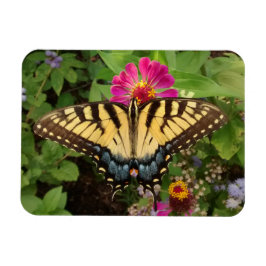 Tiger Swallowtail Butterfly 3"x4" Magnet Magneet
