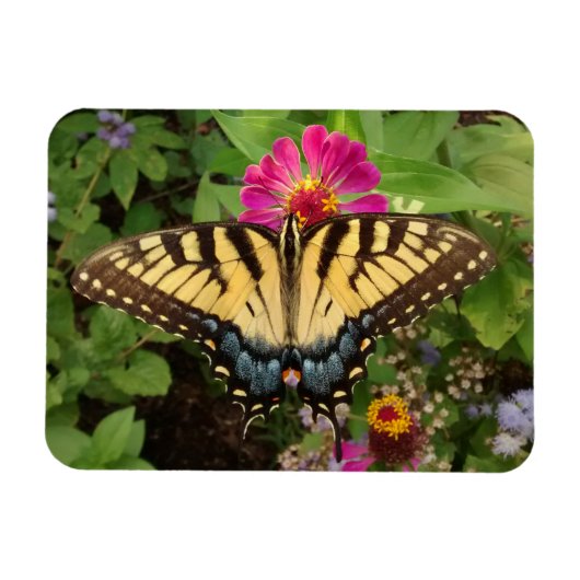 Tiger Swallowtail Butterfly 3"x4" Magnet Magneet (Horizontaal)