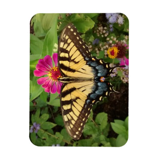 Tiger Swallowtail Butterfly 3"x4" Magnet Magneet (Verticaal)