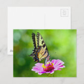Tiger Swallowtail Butterfly Briefkaart (Voorkant / Achterkant)