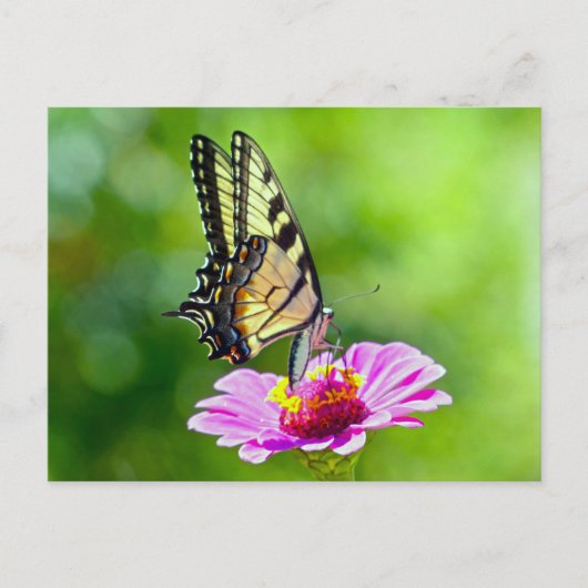 Tiger Swallowtail Butterfly Briefkaart (Voorkant)