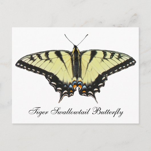 Tiger Swallowtail Butterfly Briefkaart (Voorkant)