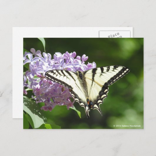 Tiger Swallowtail Butterfly Briefkaart (Voorkant / Achterkant)