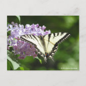 Tiger Swallowtail Butterfly Briefkaart (Voorkant)
