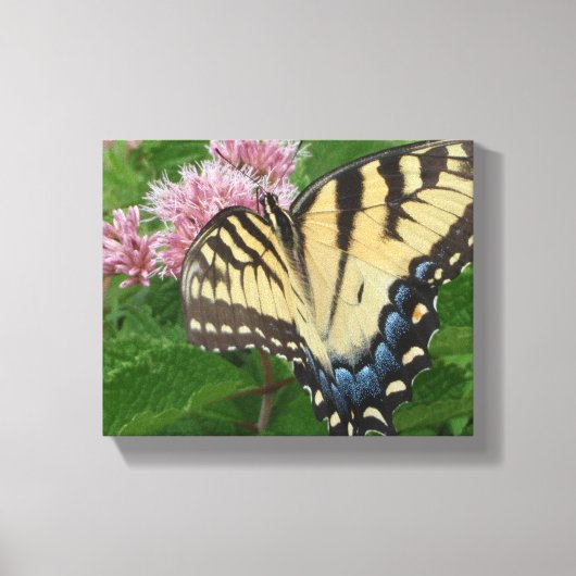 Tiger Swallowtail Butterfly Canvas Afdruk (Voorkant)