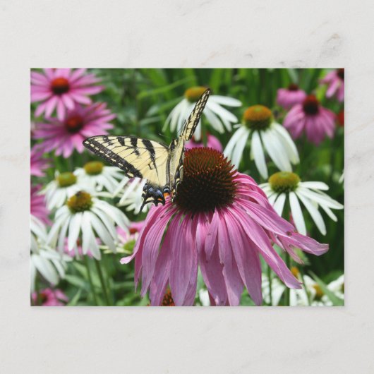 Tiger Swallowtail Butterfly Coneflower Briefkaart (Voorkant)