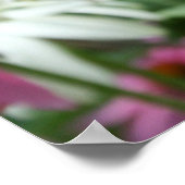 Tiger Swallowtail Butterfly Coneflower Poster (Hoek)