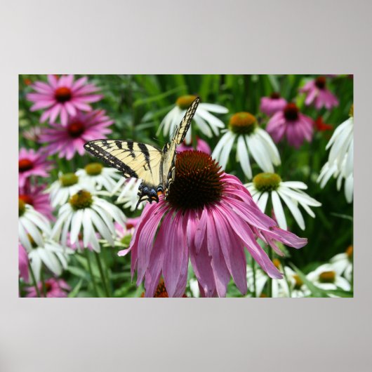 Tiger Swallowtail Butterfly Coneflower Poster (Voorkant)