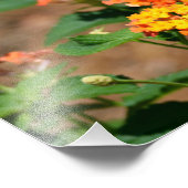 Tiger Swallowtail Butterfly Foto Afdruk (Hoek)