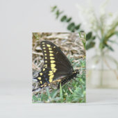 Tiger Swallowtail Butterfly Foto Briefkaart (Staand voorkant)