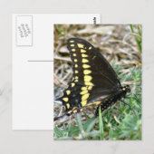 Tiger Swallowtail Butterfly Foto Briefkaart (Voorkant / Achterkant)