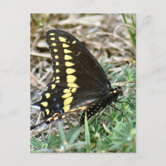 Tiger Swallowtail Butterfly Foto Briefkaart (Voorkant)
