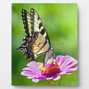 Tiger Swallowtail Butterfly Fotoplaat