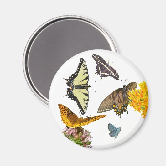 Tiger Swallowtail Butterfly Magneet (Voorkant / Achterkant)