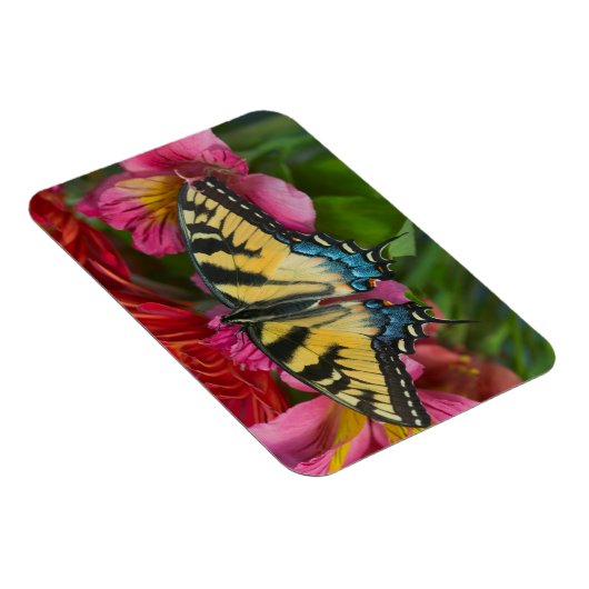 Tiger Swallowtail Butterfly Magneet (Rechterzijde)