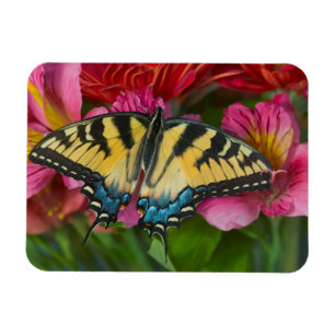 Tiger Swallowtail Butterfly Magneet