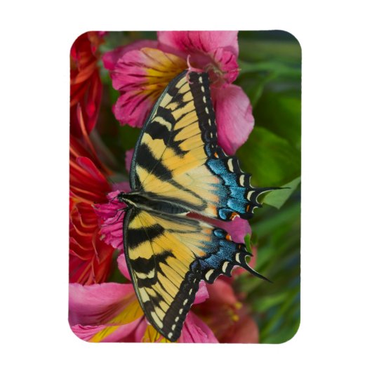 Tiger Swallowtail Butterfly Magneet (Verticaal)