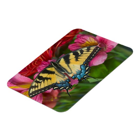 Tiger Swallowtail Butterfly Magneet (Linkerzijde)