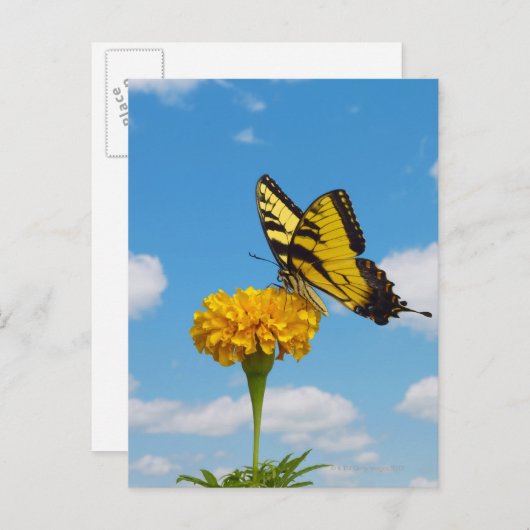 Tiger Swallowtail Butterfly op een trap Briefkaart (Voorkant / Achterkant)