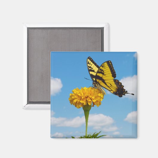Tiger Swallowtail Butterfly op een trap Magneet (Voorkant / Achterkant)