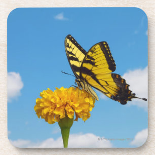 Tiger Swallowtail Butterfly op een ventilator Drankjes Onderzetter