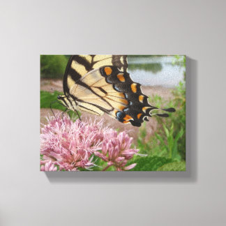 Tiger Swallowtail Butterfly op Milkweed Canvas Afdruk