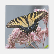 Tiger Swallowtail Butterfly op Roze bloem