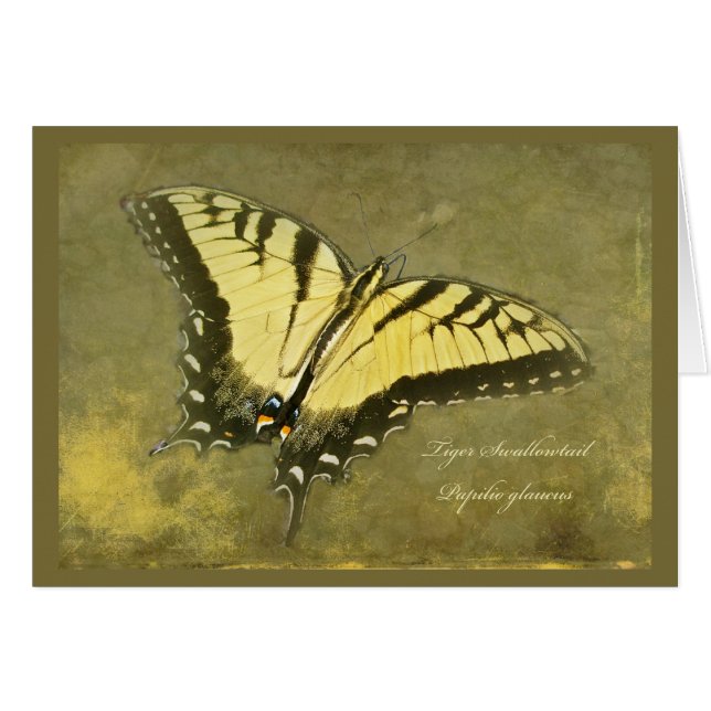 Tiger Swallowtail Butterfly - Papilio glaucus (Voorkant Horizontaal)