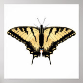 Tiger Swallowtail Butterfly Poster (Voorkant)