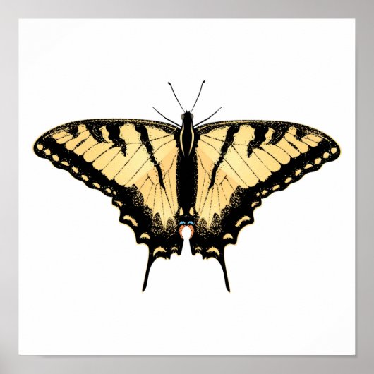 Tiger Swallowtail Butterfly Poster (Voorkant)