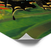 Tiger Swallowtail Butterfly Poster (Hoek)