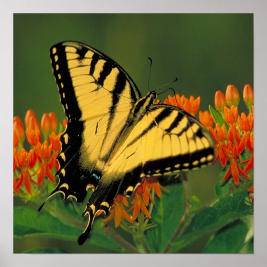 Tiger Swallowtail Butterfly Poster (Voorkant)