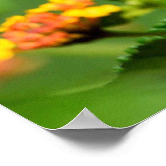 Tiger Swallowtail Butterfly Poster (Hoek)