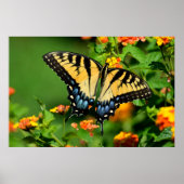 Tiger Swallowtail Butterfly Poster (Voorkant)