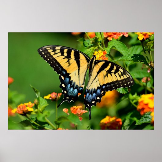 Tiger Swallowtail Butterfly Poster (Voorkant)