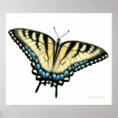 Tiger Swallowtail Butterfly Print (Voorkant)