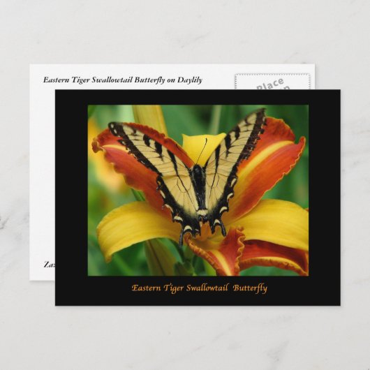 Tiger Swallowtail op Daylily Briefkaart (Voorkant / Achterkant)