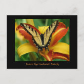 Tiger Swallowtail op Daylily Briefkaart (Voorkant)