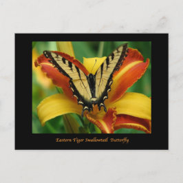Tiger Swallowtail op Daylily Briefkaart