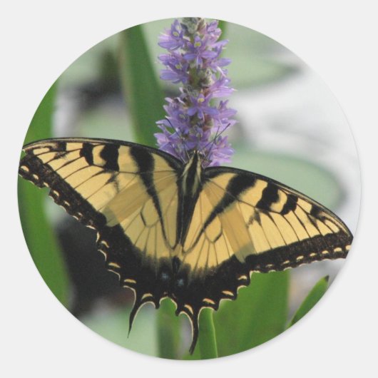 Tiger Swallowtail op Pickertje Ronde Sticker (Voorkant)