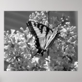 Tiger Swallowtail Poster (Voorkant)