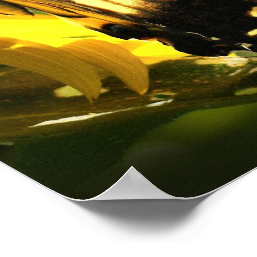 Tiger Swallowtail Poster (Hoek)