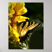 Tiger Swallowtail Poster (Voorkant)