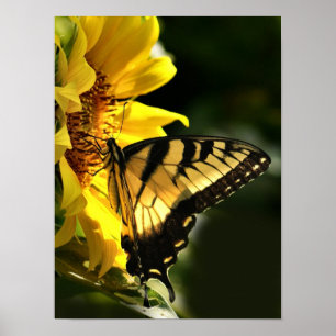 Tiger Swallowtail Poster