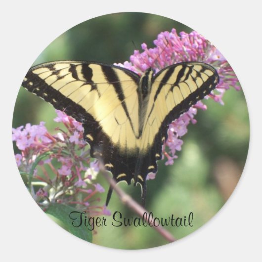 Tiger Swallowtail Ronde Sticker (Voorkant)
