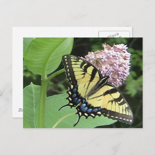 Tiger Swallowtail-vlinder Briefkaart (Voorkant / Achterkant)