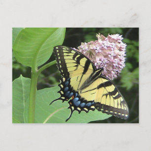Tiger Swallowtail-vlinder Briefkaart